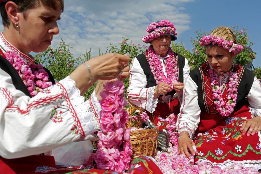 Phụ nữ làm vòng hoa hồng trên cánh đồng Buzovgrad.