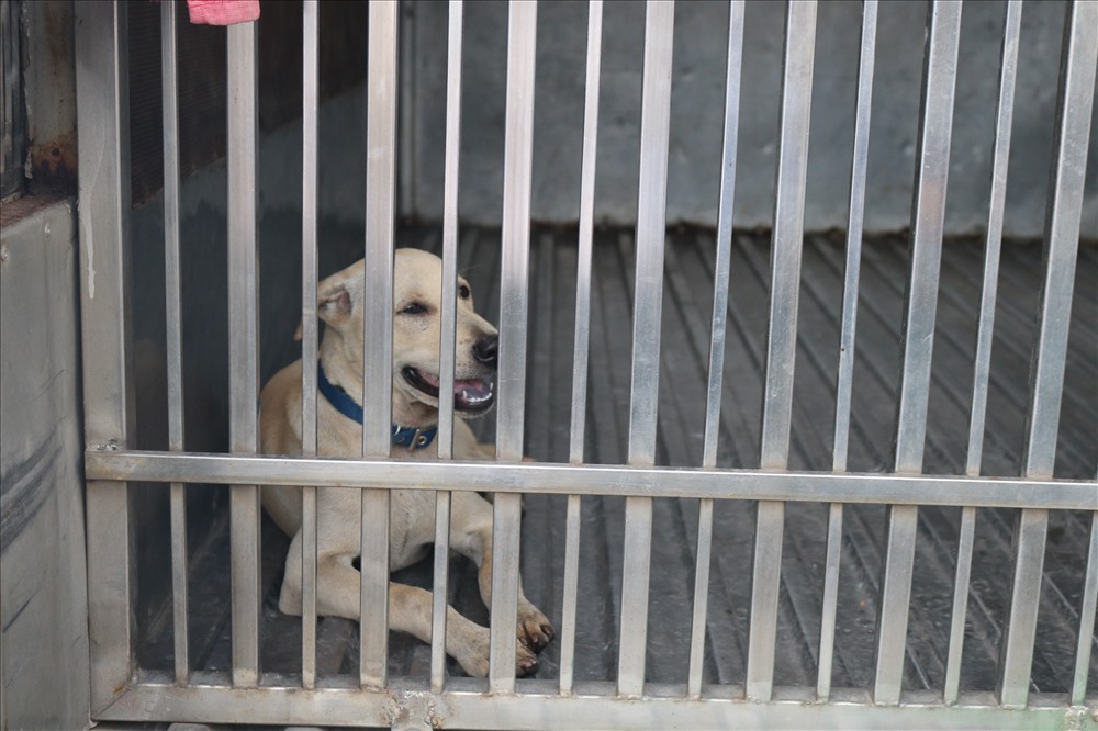 Chó sau khi bị bắt sẽ đem về tạm giữ tại số 31 Mai Thị Lựu, phường Đa Kao, quận 1. Sau 72h chủ nhân không đến đóng phạt để nhận lại thì sẽ đem đem xử lý theo quy định. Ảnh H.C