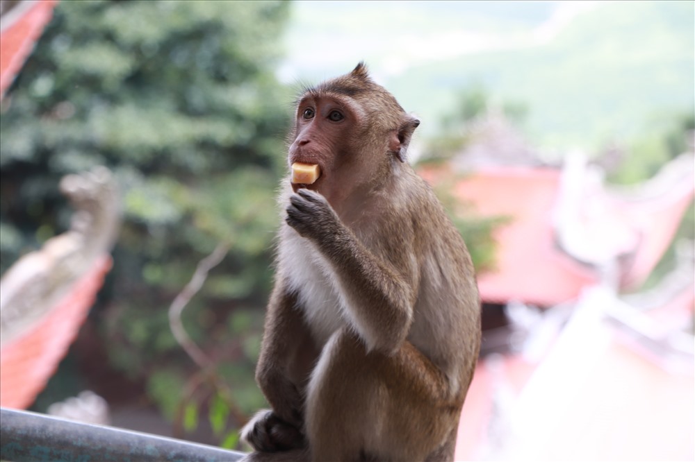 Chú khỉ dễ thương nhận quà từ khách du lịch