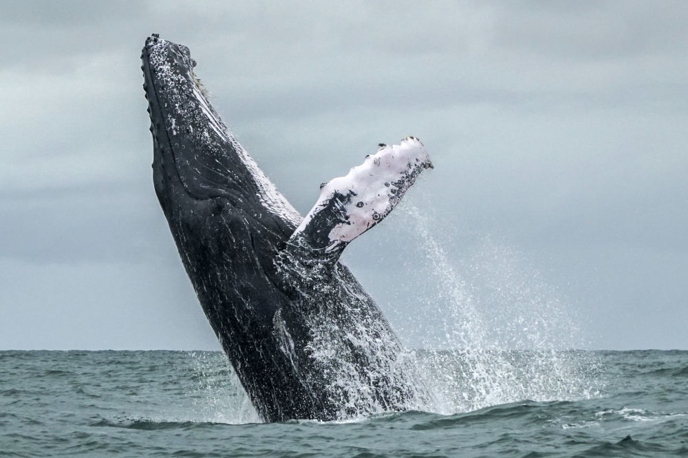 Cá voi lưng gù ở vịnh Malaga của Colombia - Ảnh: AFP