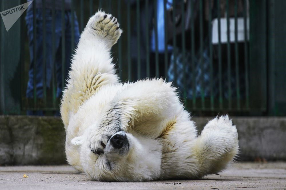 Gấu trắng trong vườn thú Matxcơva - Ảnh: Sputnik
