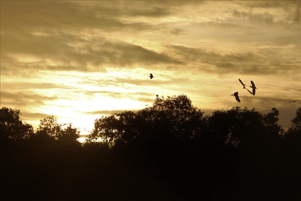 Trong ánh nắng chiều rực rỡ, những đàn chim vè tổ tạo nên một khung cảnh rất ngoạn mục. Ảnh: Trường Sơn