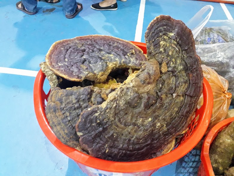 Ngoài sâm Ngọc Linh thì nấm da, nấm lim xanh cũng là một loại dược liệu quý được các đồng bào dân tộc ở đây trồng và quảng bá cho nhiều du khách.