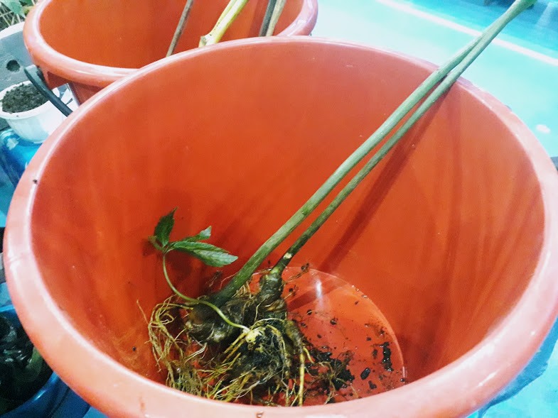 Đặc biệt, lễ hội lần này còn diễn ra hội thi sâm. Cuộc thi sẽ chọn ra những cây sâm độc, lạ, lâu năm và tôn vinh những người trồng sâm.