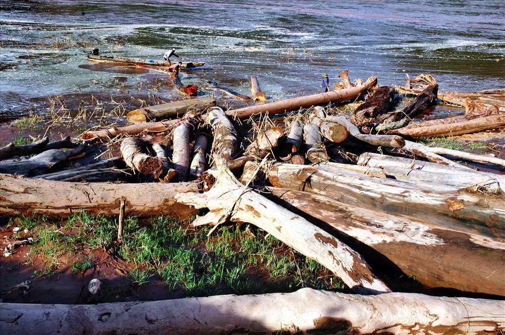 Bãi tập kết gỗ của những ngư dân hành nghề vớt gỗ trên sông Đà thuộc xã Lê Lợi huyện Nậm Nhùn (Lai Châu).