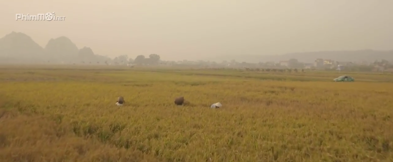Cánh đồng lúa đang vụ gặt - hình ảnh quen thuộc của làng quê Việt Nam. Ảnh: Cắt từ bộ phim