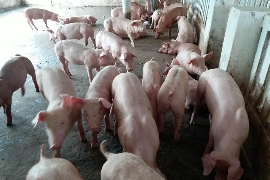 Giá lợn hơi hôm nay có sự chuyển biến tăng nhẹ và ghi nhận sự phục hồi ở các tỉnh trên cả nước.