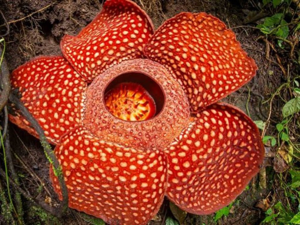 Hoa Rafflesia Arnoldi – loài hoa đơn tính lớn nhất thế giới được tìm thấy ở Indonesia. Ảnh: Pinterest
