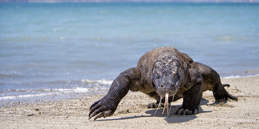 Rồng Komodo chỉ còn được nhìn thấy ở Indonesia. Ảnh: Soha