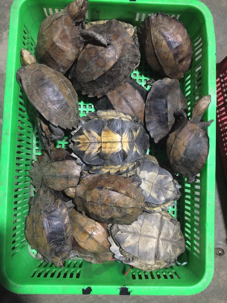 Các cá thể rùa được phát hiện ở trang trại bà Cương. Ảnh: Công an cung cấp