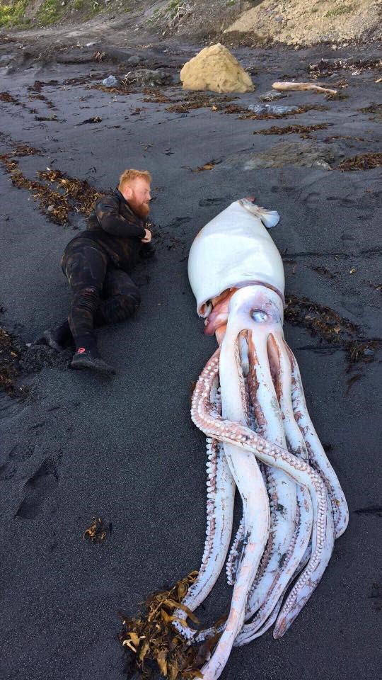 Phát hiện mực khổng lồ dài 4 mét ở bãi biển New Zealand