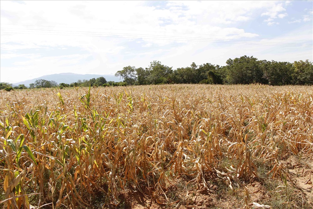 Nhiều vùng trồng ngô của đồng bào Raglai xã Phước Hòa, huyện Bác Ái, tỉnh Ninh Thuận bị chết vì thiếu nước.