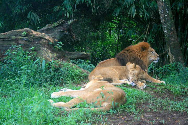Những con thú béo mẫm, da căng, lông mượt, sinh hoạt an nhiên ở Taman Safari