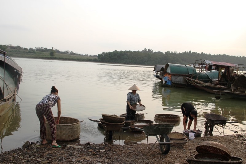 Hến sống tập kết về bến sông được những người phụ nữ ngâm trong nước từ 8 đến 10 tiếng đồng hồ để hến nhả hết bẩn rồi nhặt, đãi thật sạch