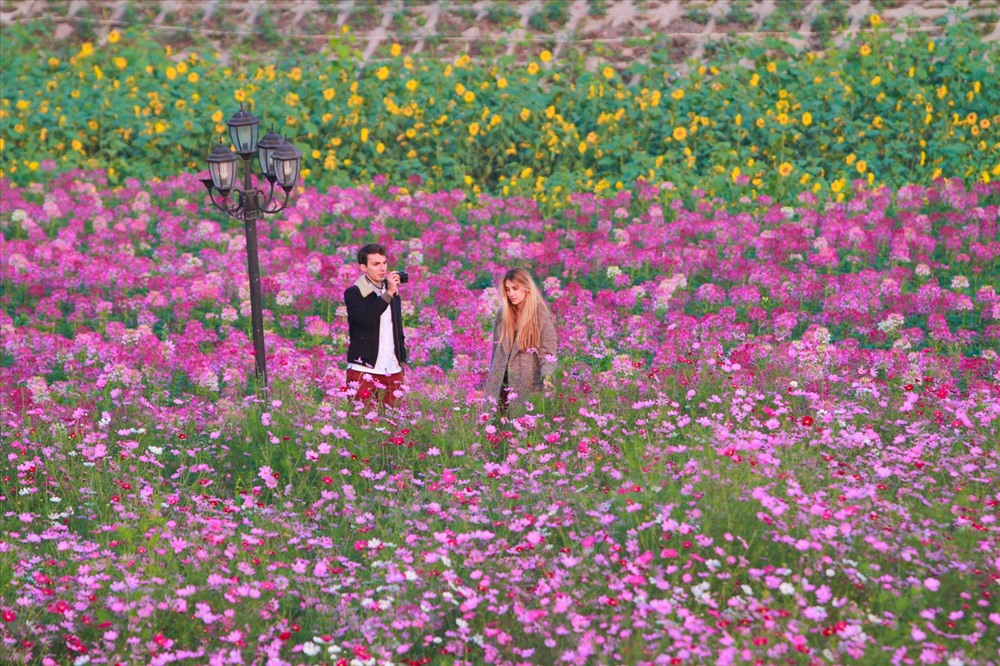 Thung lũng hoa Hồ Tây tọa lạc ở ngã ba đường Nhật Chiêu - Công Viên Nước với diện tích rộng hàng ngàn m2 trồng đủ các loài hoa lạ mắt như hóa túy điệp, hoa hướng dương đã và đang thu hút được sự quan tâm không hề nhỏ với các bạn trẻ thích chụp ảnh. Ảnh: Sưu tầm