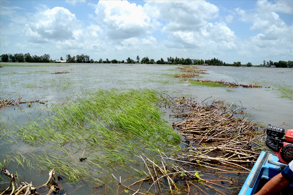 Hiện lượng rác này trên cánh đồng huyện Tri Tôn là rất lớn nên khả năng số lúa kịp vươn lóng sẽ tiếp tục bị chết. Ảnh: Lục Tùng