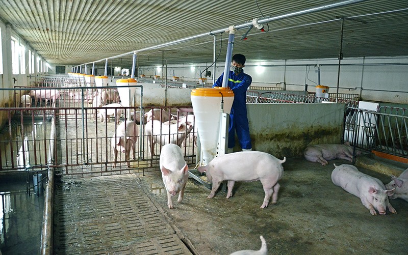 Giá lợn hơi tăng nhiều nơi tại hai miền Nam - Bắc, mức tăng dao động từ 1.000 – 2.000 đồng/kg.