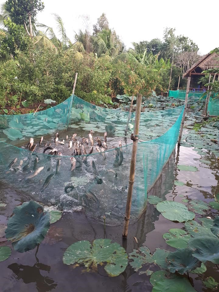 Kể từ đó, hàng ngày có nhiều đoàn khách ra cồn Sơn để tận mắt đàn cá lóc biết bay theo lệnh chủ.