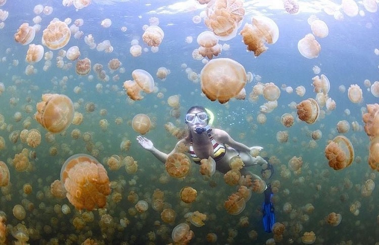 Hồ sứa Kakaban.
