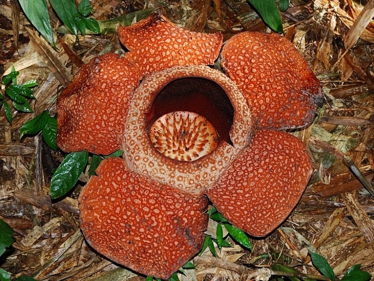 Bông hoa khổng lồ Ravenia arnoldii.