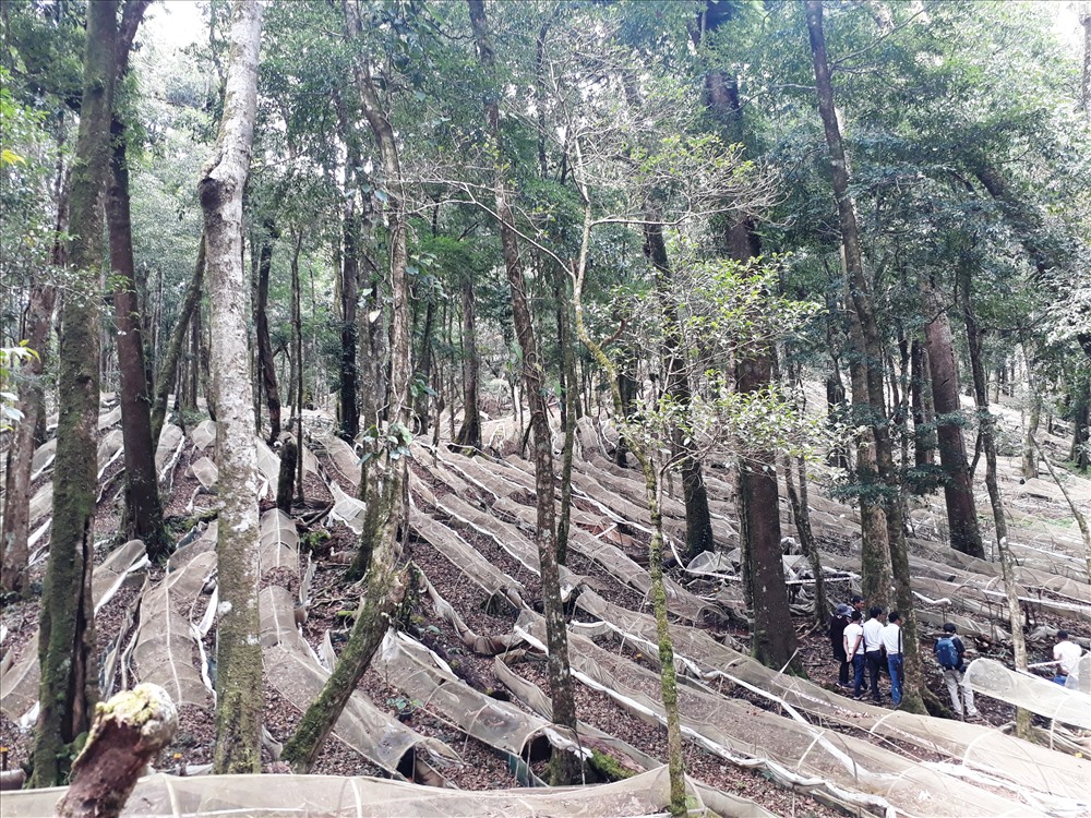 Cây sâm được khoanh nuôi dưới tán lá rừng trên núi Ngọc Linh. Ảnh XN-ĐV