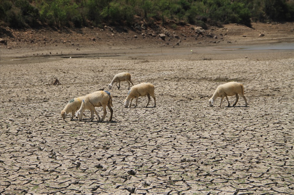 Đàn cừu đang vật vã tìm cỏ để ăn trong lòng hồ Phước Nhơn, huyện Bác Ái.