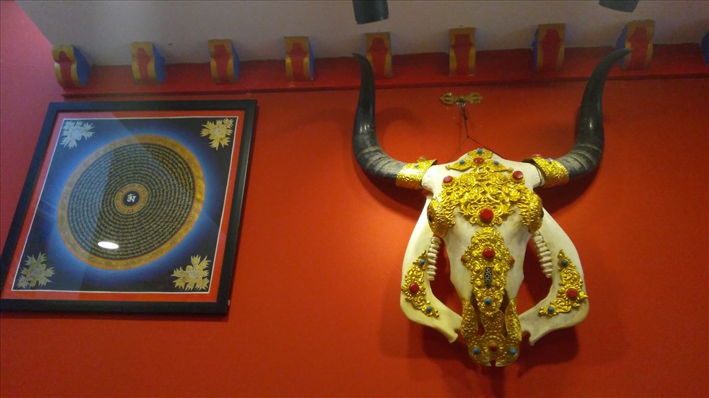Đầu trâu Yak. Ảnh: H.V.M