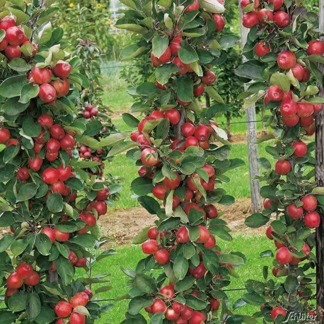 Những cây táo sai trĩu quả từ gốc đến ngọn. 