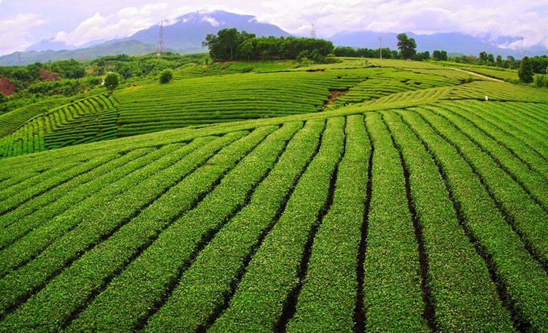 Thung lũng Đường Hoa nhưng lại không có hoa mà chỉ ngút ngàn đồi chè