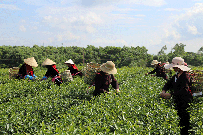 Ngày hội hái chè ở Thung lũng Đường Hoa.