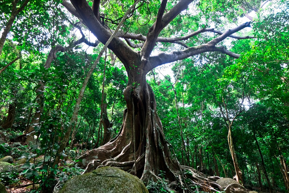 Hình dáng cây đa như một con nai đang đứng.