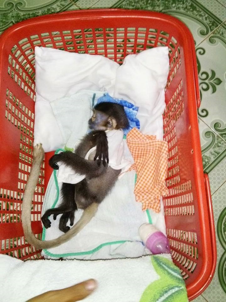 Chăm sóc động vật hoang dã do người dân giao nộp để thả về rừng, tại Trung tâm cứu hộ - Vườn quốc gia Bù Gia Mập, tỉnh Bình Phước. Ảnh: V.T