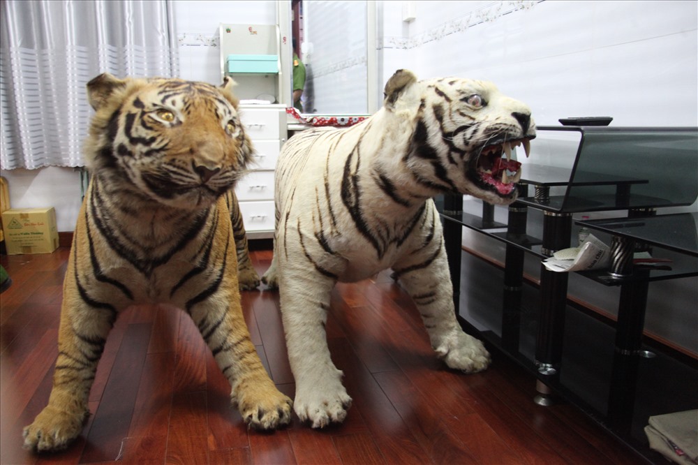Hai bộ da hổ nhồi bông của Võ Tấn Hùng bị công an thu giữ. Ảnh: PV