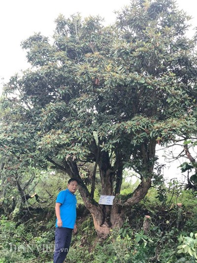 Ông Minh bên cây đỗ quyên độc đáo ở Lào Cai.