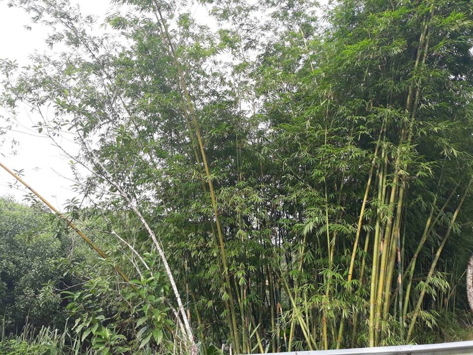 Đặc biệt trên con đường dẫn lên huyện A Lưới, chắc hẳn mọi người sẽ được nhìn thấy rất nhiều những khóm trúc, lồ ô mọc sát nhau bên vệ đường vừa rất mộc mạc nhưng cũng rất hoang sơ.