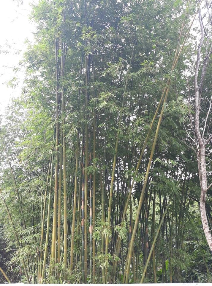 Đặc biệt trên con đường dẫn lên huyện A Lưới, chắc hẳn mọi người sẽ được nhìn thấy rất nhiều những khóm trúc, lồ ô mọc sát nhau bên vệ đường vừa rất mộc mạc nhưng cũng rất hoang sơ.