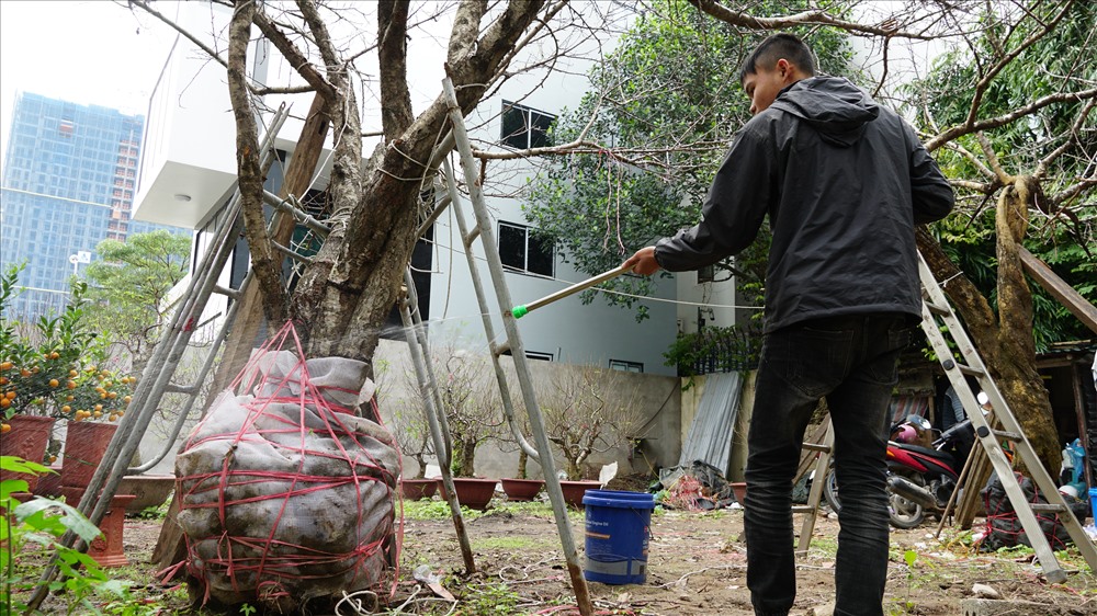 Nhìn chung các gốc đào rừng đề có kích thước to lớn, tán rộng, do vậy người dân phải tìm cách chèn chống để cảnh không bị lung lay hoặc đổ gẫy. 