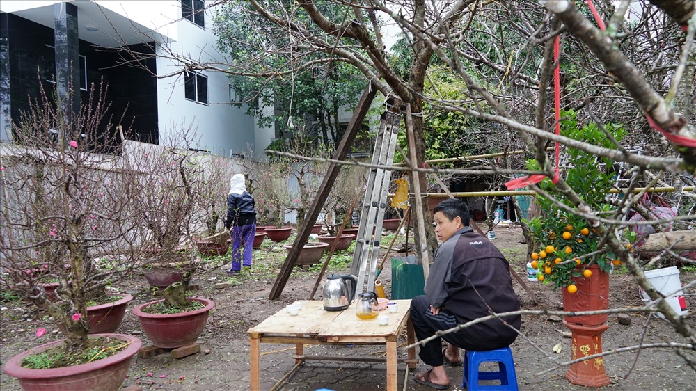 Ông Hà Văn Hoàn bên các gốc cây đào rừng Tây Bắc, dễ dàng nhận thấy đào rừng có kích thước lớn hơn rất nhiều so với các loại đào khác cùng địa điểm trưng bày. 