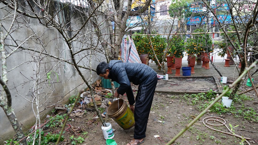 Các gốc đào được ông Hà Văn Hoàn và gia đình chăm sóc kĩ lưỡng, mỗi ngày ông cùng các thành viên thay phiên nhau tưới nước cho gốc, cành để đào rừng được tươi và sướng trổ bông. 