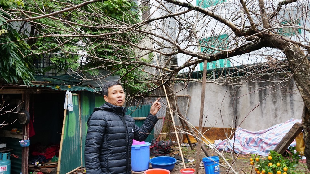 Ông Hoàn cho biết những năm trước, hoa đào nở quá sớm hoặc muộn không cùng thời điểm tết nguyên đán thì các hộ buôn hoa dễ lỗ. Thời điểm này tuy đào nhà ông nở muộn hơn so với các loại đào khác nhưng  quá rằm (khoảng 1 tuần nữa) hoa sẽ nở đều và đẹp. 