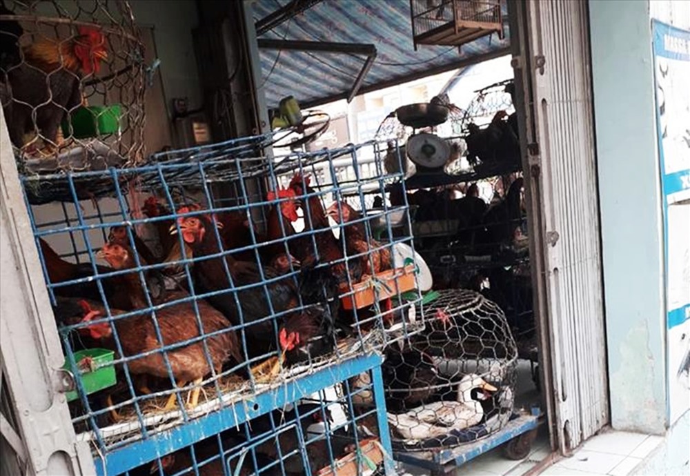 Buôn bán gà vịt sống trái phép tại Chợ Cầu (Gò Vấp)