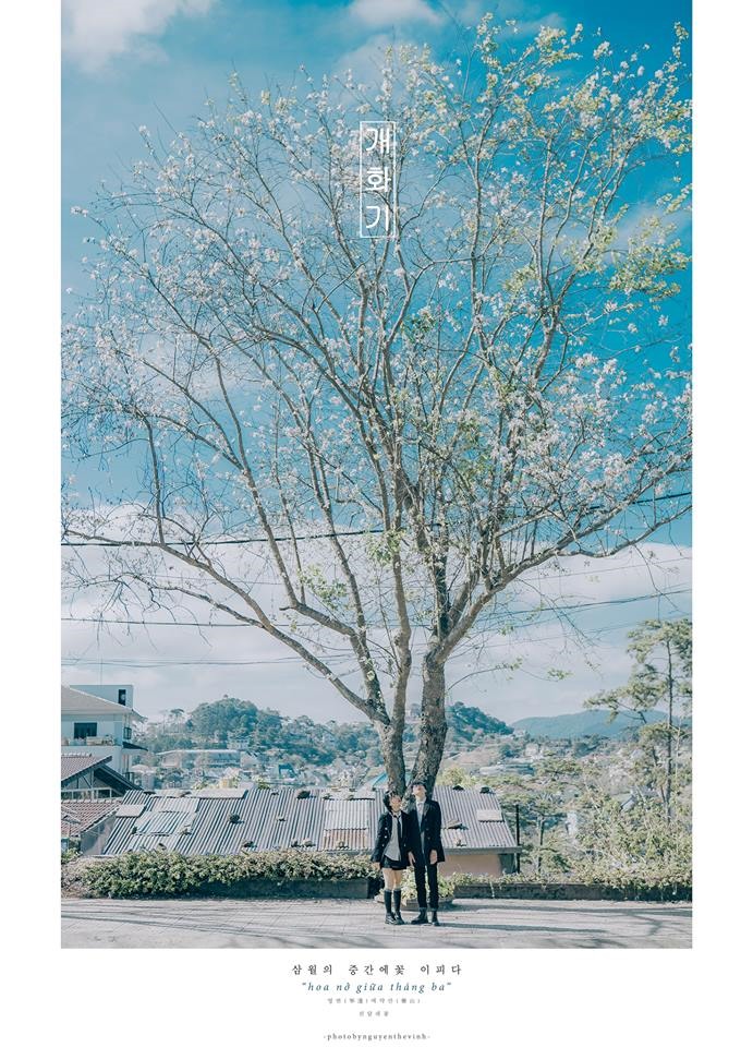Album chụp hoa ban nở của Nguyễn Thế Vinh “phát hiện” được vẻ đẹp tiềm ẩn tại con đường này. Ảnh: Nguyễn Thế Vinh