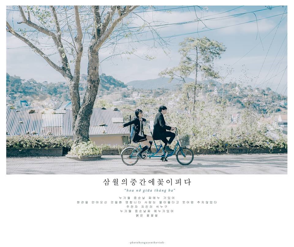 Album chụp hoa ban nở của Nguyễn Thế Vinh “phát hiện” được vẻ đẹp tiềm ẩn tại con đường này. Ảnh: Nguyễn Thế Vinh
