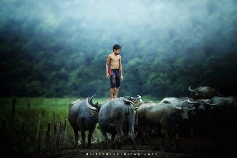 Cậu bé người Malaysia đang đứng trên lưng trâu trong một ngày lao động trên cánh đồng. 