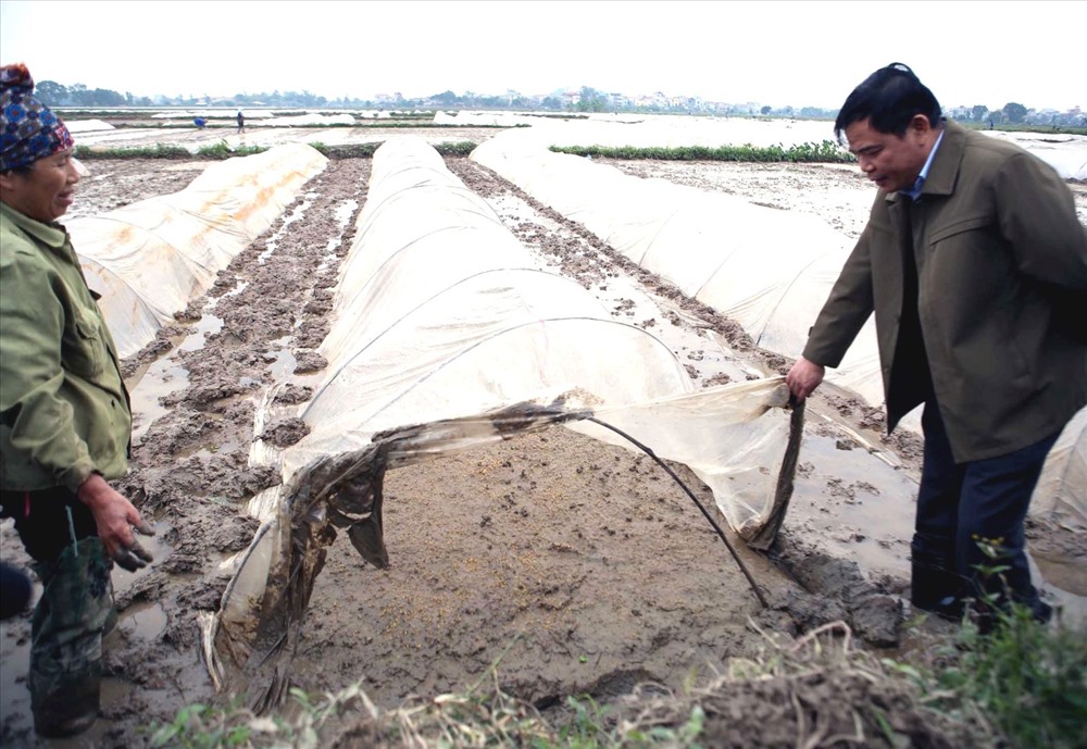 Bộ trưởng Bộ NNPTNT Nguyễn Xuân Cường kiểm tra mực nước đổ ải tại ruộng. Ảnh: PV