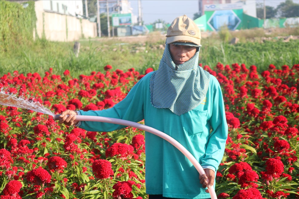 Ông Phạm Văn Phố đang tưới nước cho hoa vào mỗi buổi sáng.