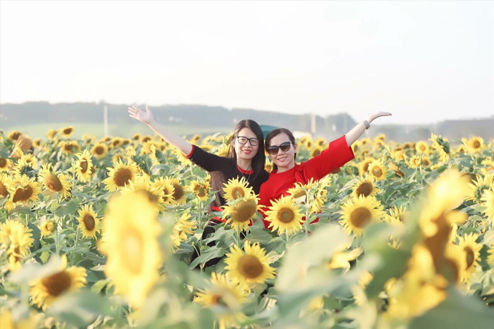 Mặc dù thời tiết vào mấy ngày nghỉ lễ có mưa rét nhưng không vì thế mà ngăn cản được du khách thỏa sức tạo dáng trước cánh đồng “hoa mặt trời“, lớn nhất Việt Nam này, ai cũng muốn ghi lại cho mình những hình ảnh đẹp làm kỷ niệm