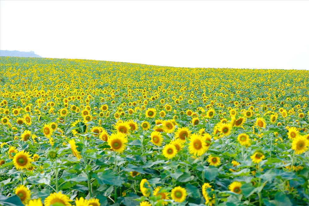 Mê mẩn trước bộ 50 hình nền cánh đồng hoa đẹp nhất thế giới   thptlamnghiepeduvn