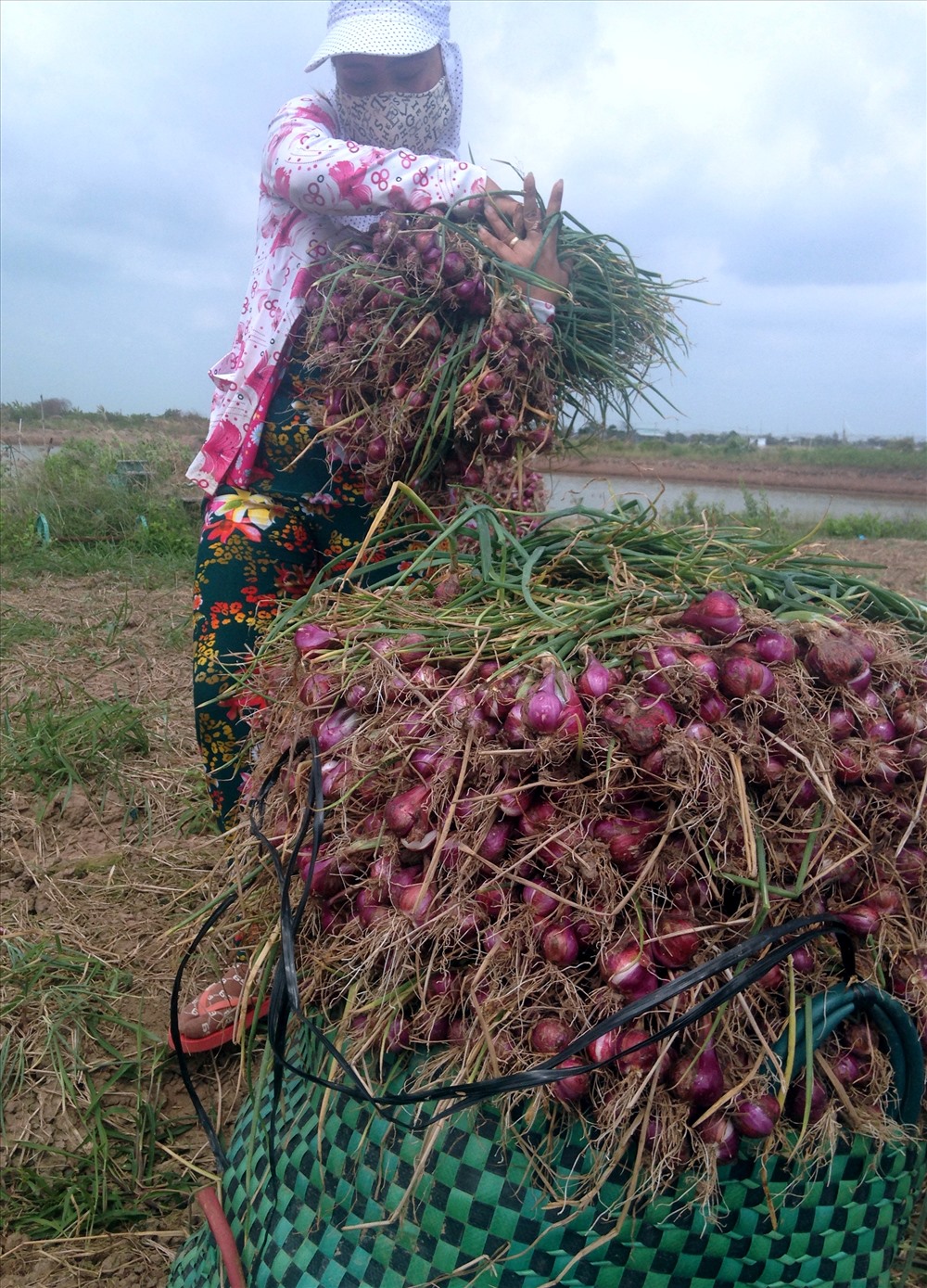 Người trồng hành tại Vĩnh Châu, Sóc Trăng lo lắng liệu họ có được thu hoạch vào dịp Tết ngư thế này không (ảnh Nhật Hồ)