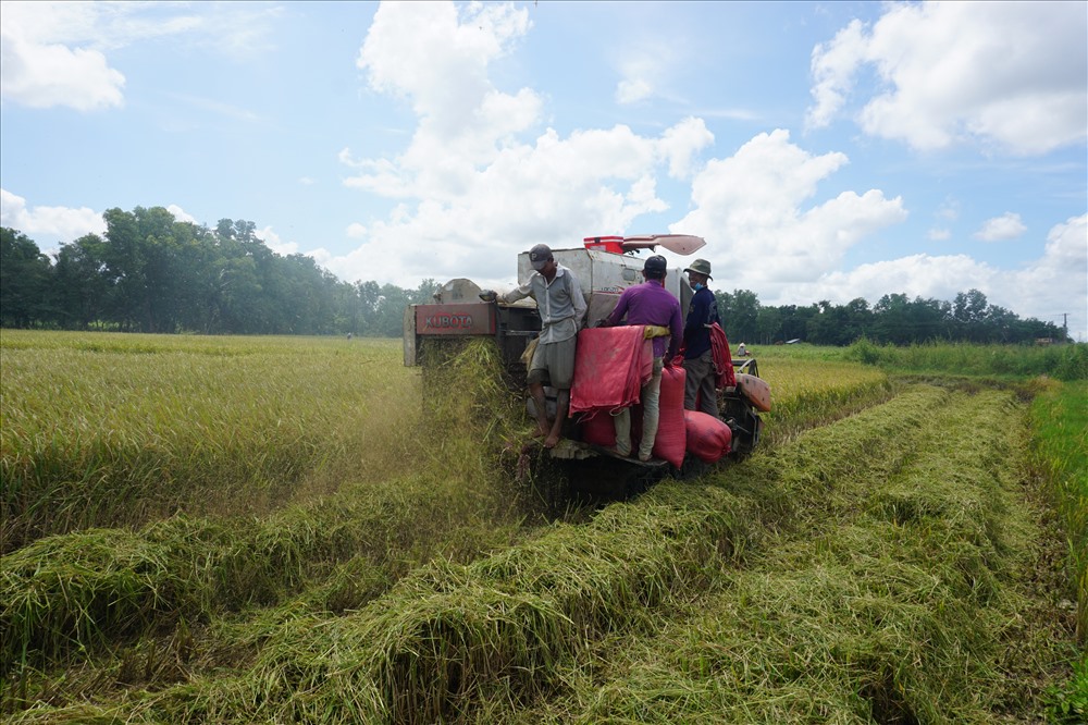Tranh thủ mưa còn ít người dân Sóc Trăng thu hoạch lúa dù chưa chín hẵn(ảnh Nhật Hồ)